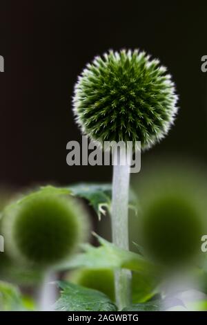 Echinops ritro or small globe thistle growing in a garden in the Scottish Highlands Stock Photo