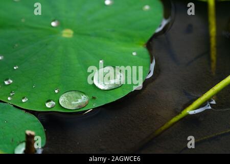 Lotus water lily leaf with water drops Stock Photo