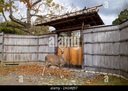 cute deer looking in to the camera, or maybe the autumn leaves in the far? She is standing in front of a beautiful bamboo fence and  in Nara Park. Stock Photo