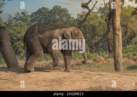 little elephants in the jungles in Chitwan. Nepal
