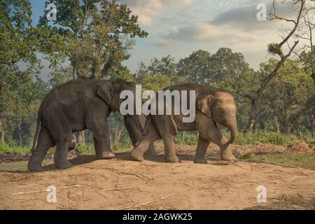 little elephants in the jungles in Chitwan. Nepal