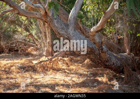 Original Australian bushland near the lake of Joondalup, in a northern suburb of Pert WA. Stock Photo