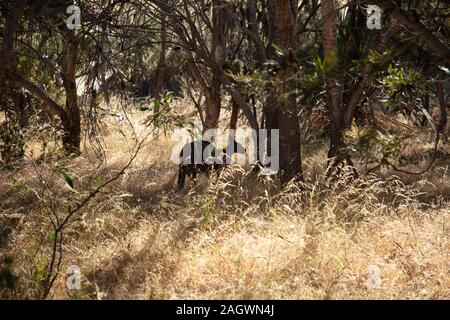 A kangaro seen eating grass in original Australian bushland near the lake of Joondalup, in a northern suburb of Pert WA. Stock Photo