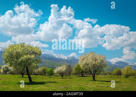 Beautiful spring landscape with green pasture, blossoming orchard and high snowy mountains in background, Fagaras mountains, Carpathians, Transylvania Stock Photo