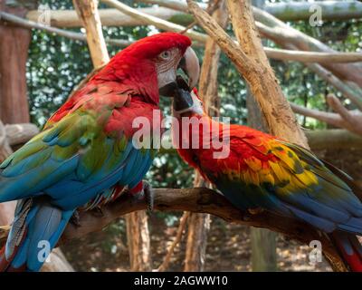 Two Macaws on a Perch touching their beaks together. Stock Photo