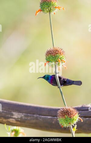 A single adult male Purple-banded sunbird on flower stems, under side view, portrait format, Sosian, Laikipia, Kenya, Africa Stock Photo