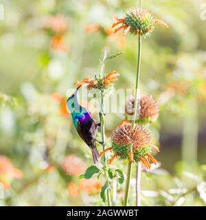 A single adult male Purple-banded sunbird on flower stems, side view, square format, Sosian, Laikipia, Kenya, Africa Stock Photo