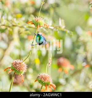 A single adult male Purple-banded sunbird on flower stems, front head-on view, square format, Sosian, Laikipia, Kenya, Africa Stock Photo