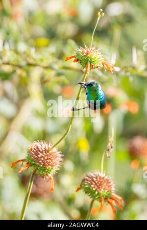 A single adult male Purple-banded sunbird on flower stems, front head-on view, portrait format, Sosian, Laikipia, Kenya, Africa Stock Photo