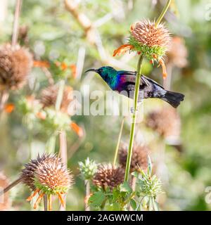 A single adult male Purple-banded sunbird on flower stems, under side view, square format, Sosian, Laikipia, Kenya, Africa Stock Photo