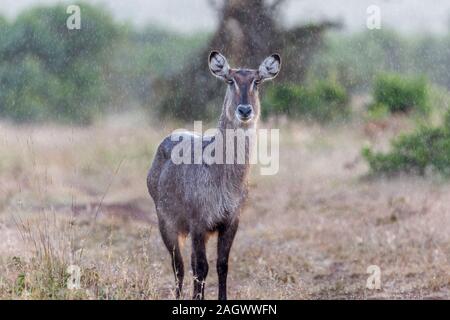 A single young waterbuck close view head on standing in the rain, backlit, landscape format, Sosian, Laikipia, Kenya, Africa Stock Photo