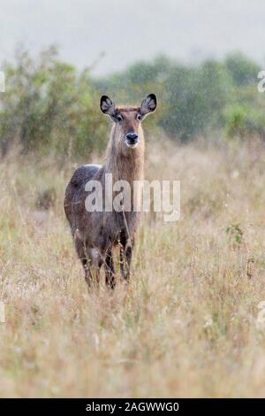 A single young waterbuck close view head on standing in the rain, backlit, portrait format, Sosian, Laikipia, Kenya, Africa Stock Photo