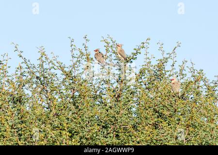 Blue-naped mousebird,Urocolius macrourus,formerly blue-naped coly,Colius macrourus, adult pair in undergrowth, Sosia, Laikipia, Kenya, Africa Stock Photo