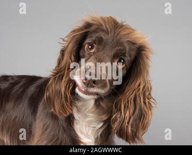 Portrait of a 3 year old cockapoo (brown & white, female) pet dog in the UK. Stock Photo