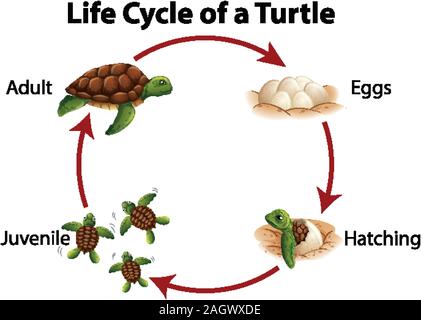 Vector illustration of Turtle life cycle Stock Vector Art ...