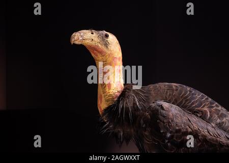 Head of mounted California condor (Gymnogyps californianus), taken in display with black background Stock Photo