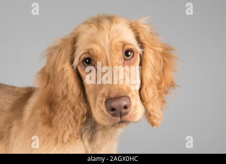 Cockapoo puppy, 16 weeks, male, UK. Stock Photo