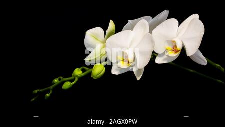 Orchid branch with white flowers on a black background. Stock Photo