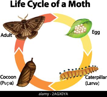 Diagram showing life cycle of moth illustration Stock Vector Image ...