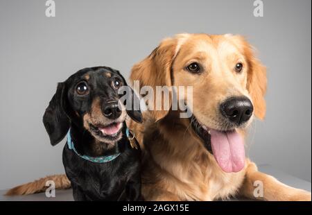 Miniature Dachshund (9yrs) & a Golden Retriever puppy 10months Stock Photo