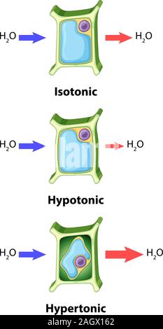 osmosis