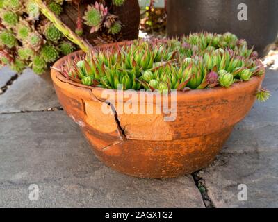 Badly frost damaged, spalled and cracked terracotta garden pot with Sempervivum Houseleek plants inside. Stock Photo