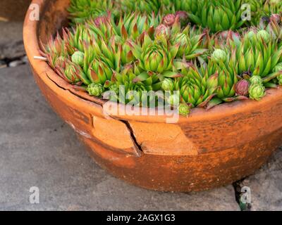 Badly frost damaged, spalled and cracked terracotta garden pot with Sempervivum Houseleek plants inside. Stock Photo