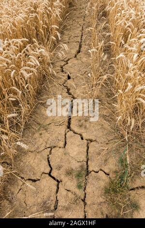 Deep cracks in soil of corn field during dry summer in Leicestershire in August 2018, England, UK Stock Photo