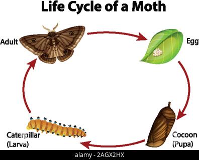 Diagram showing life cycle of moth illustration Stock Vector Image ...