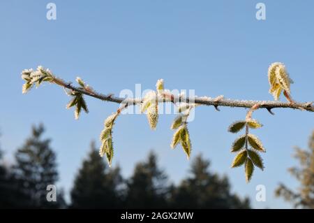 twig of a rose bush on sunny winter morning with rime ice on leaves Stock Photo