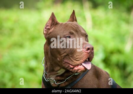 Portrait of a rednose cropped American Bully dog Stock Photo