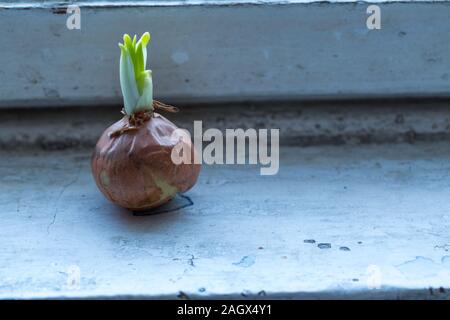 Shallot onions growing on an old windowsill Stock Photo