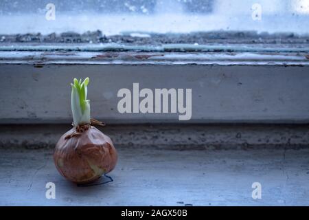 Shallot onions growing on an old windowsill Stock Photo