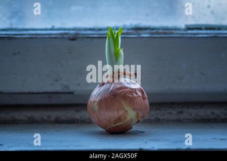Shallot onions growing on an old windowsill Stock Photo
