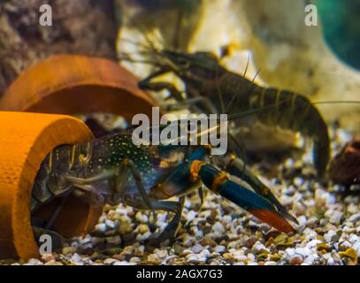 Australian red claw crayfishes underwater, popular aquarium pets from queensland in australia Stock Photo