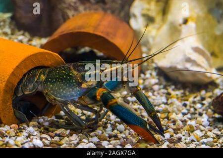 closeup portrait of a australian red claw crayfish, popular aquarium pet from queensland in australia Stock Photo