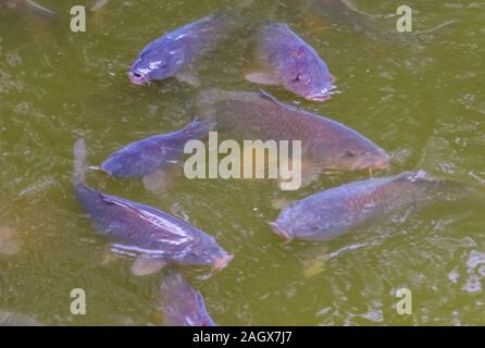 shoal of hungry common carps swimming in the water, popular fresh water fish from Europe, Vulnerable animal specie Stock Photo