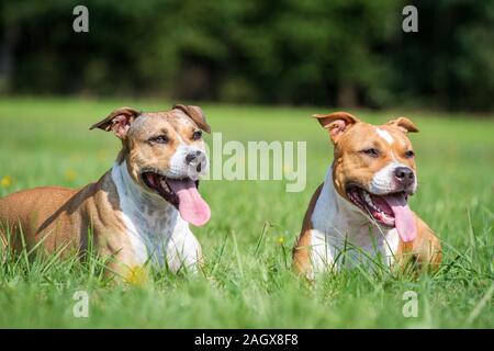 Two American Staffordshire Terrier lying in the meadow Stock Photo