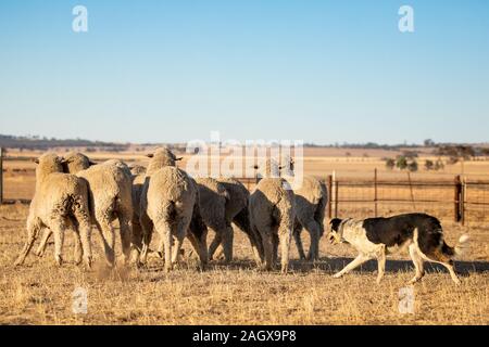 Working line Border Collie herding sheep in rurl Western Australia Stock Photo