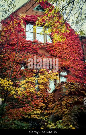 House covered in ivy, Hyde Park neighbourhood, Chicago, Illinois, USA Stock Photo