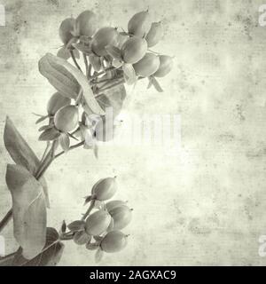 textured stylish old paper background, square, with green berries of florist Hypericum Stock Photo