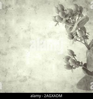 textured stylish old paper background, square, with green berries of florist Hypericum Stock Photo