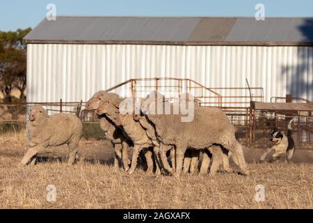 A working line Border Collie herding sheep in outback Australia Stock Photo