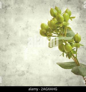 textured stylish old paper background, square, with green berries of florist Hypericum Stock Photo