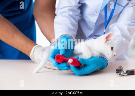 The two young vet doctors examining sick cat Stock Photo
