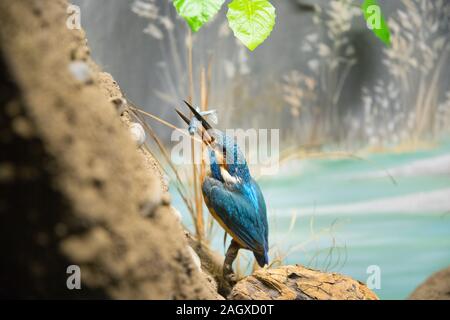 Stuffed kingfisher bird blue with a fish in his beak Stock Photo