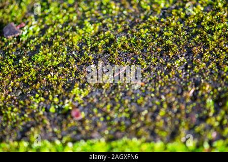Moss on the path and on the cobblestones Stock Photo