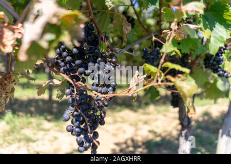Shadows on a sunny day on vine leaves Stock Photo