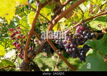Shadows on a sunny day on vine leaves Stock Photo