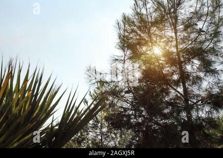 Sun shines through coniferous tree branches, detail on fir, palm in foreground, clear sky background. Stock Photo